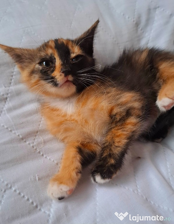 Adoptie pui de pisica Magdi