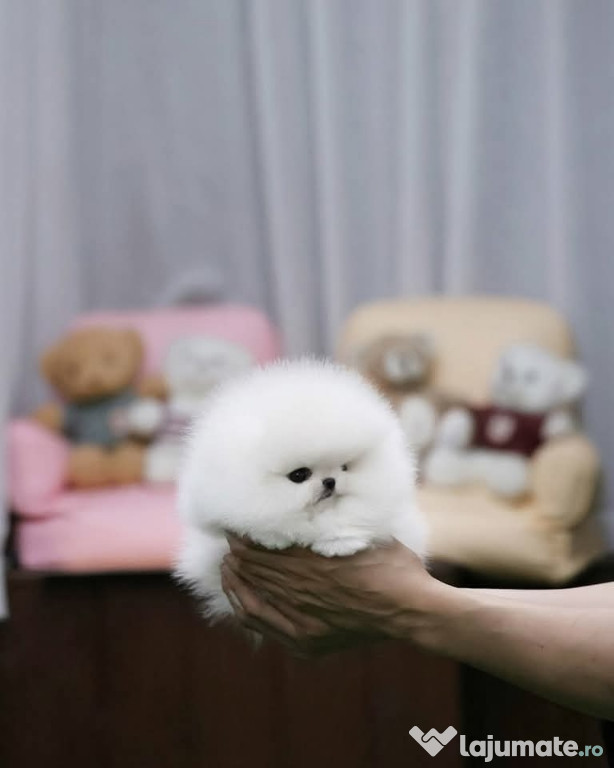 Pomeranian boo miniatura