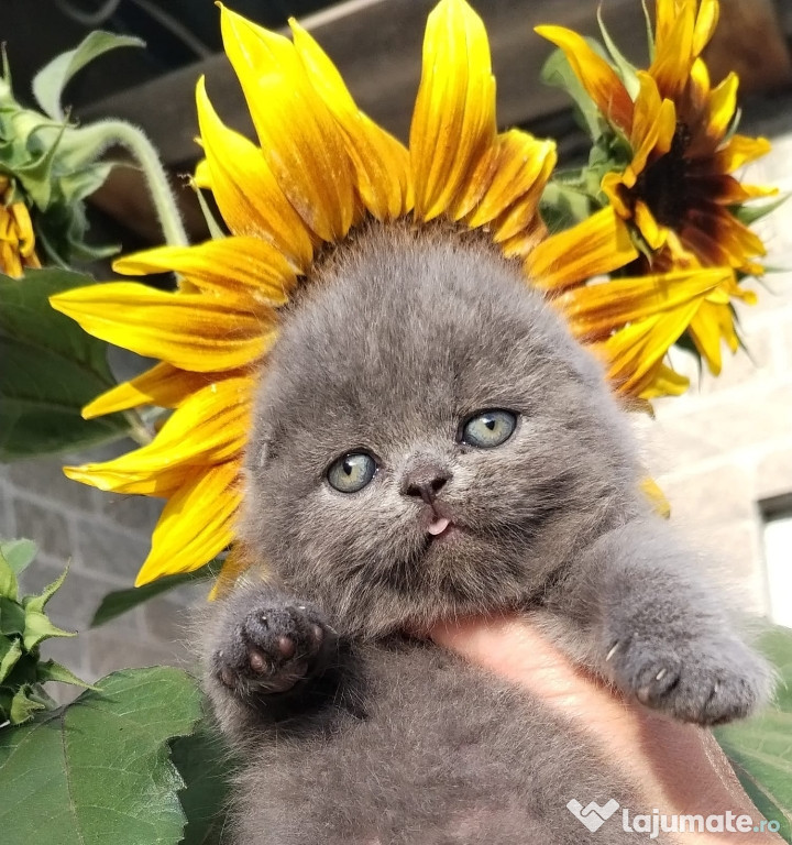 Pisicuți Scottish Fold