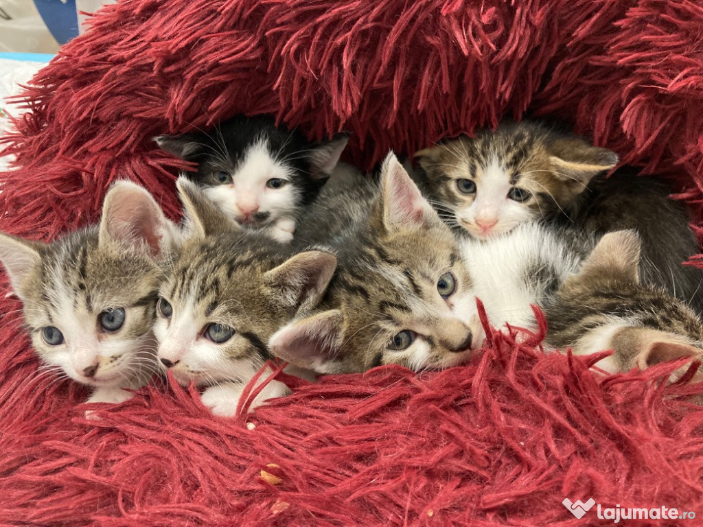 Puiuti de pisica pentru adoptie