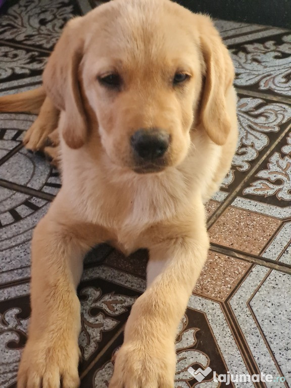 Labrador Retriever Auriu Mascul