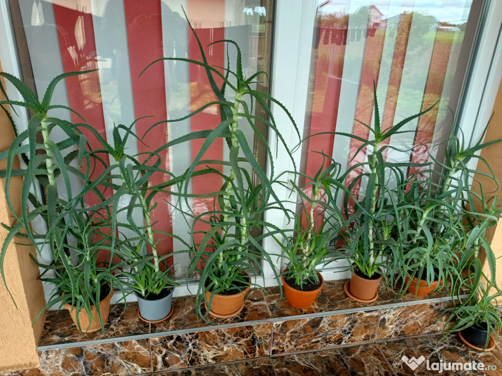 Aloe Vera Medicinală