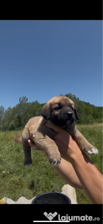 Vând căței kangal