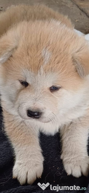 Pui Akita Inu,exemplare superbe