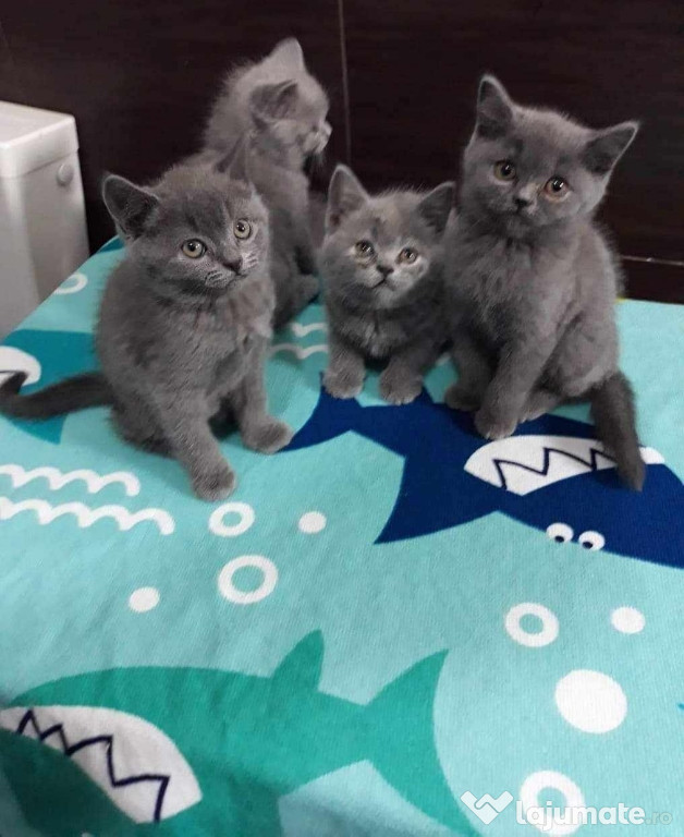 British Shorthair