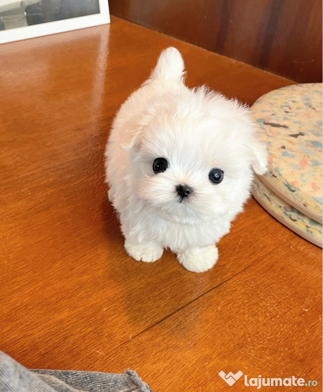 Bichon Maltez Mini Toy