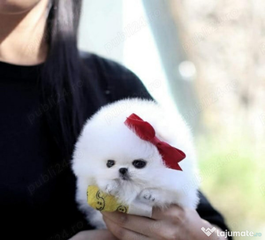 Pomeranian super teeacup talie de buzunar!asigur transport