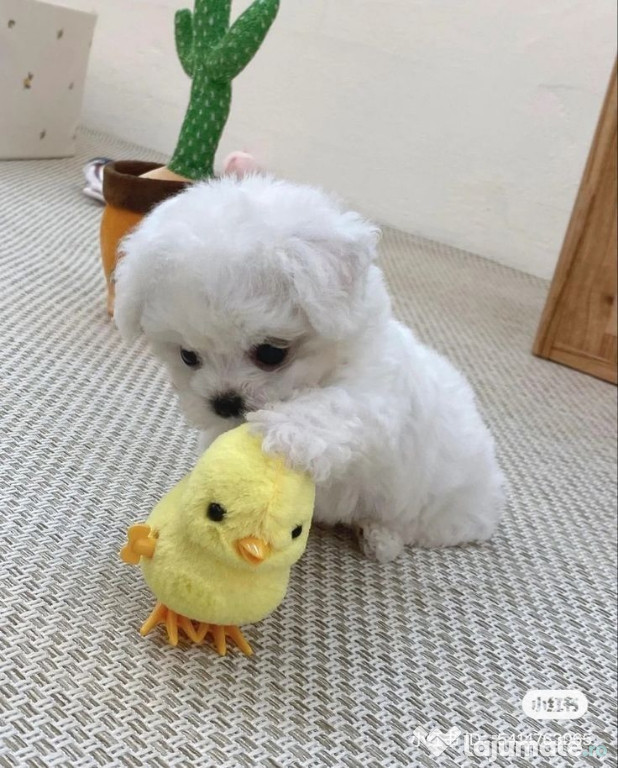 Bichon maltez 6 săptămâni