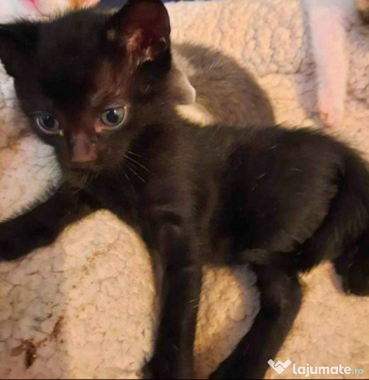 Adoptie pui de pisica negru Ares