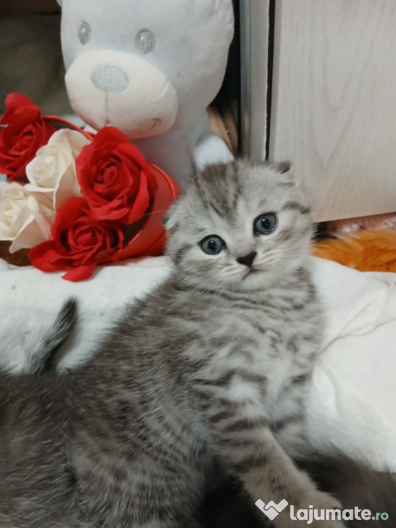 Puiuți pisica ,rasa pura british shorthair
