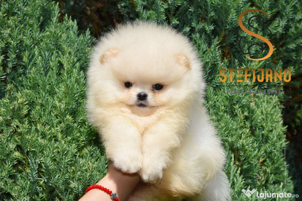 Pomeranian BOO cățeluși