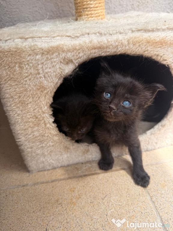 Ofer spre adoptie pui de pisica negri! Vârsta aprox 2 luni!