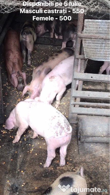 Purcei 2 luni, 22 kg+