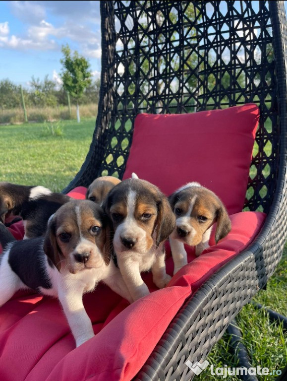 Cățeluși beagle în vârstă de 7 săptămâni