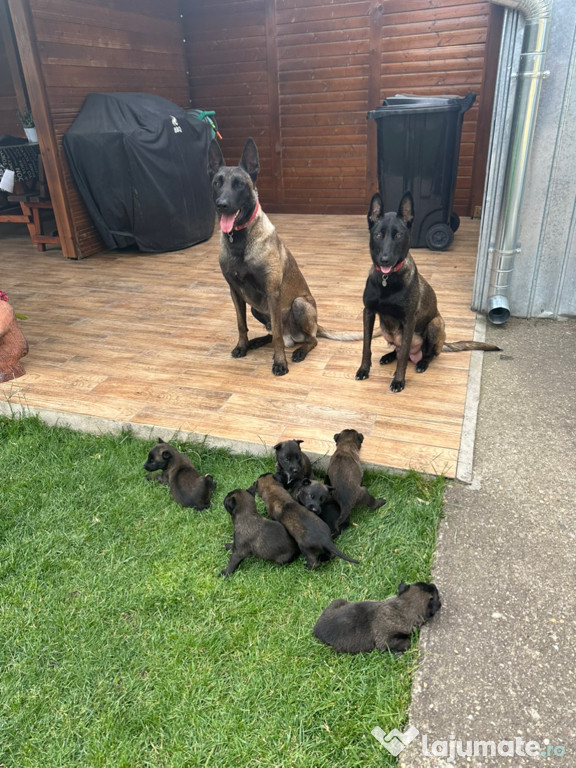 Pui Ciobănesc Belgian Malinois