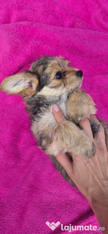 Yorkshire Terrier