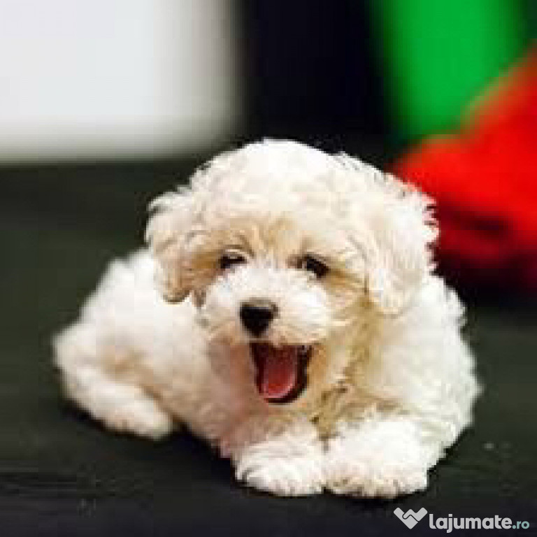 Canis alb talie mica 2 luni