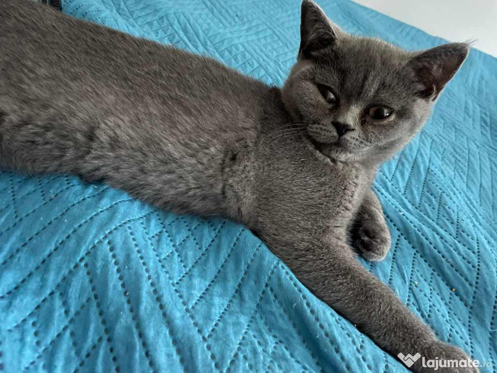 British shorthair fetiță