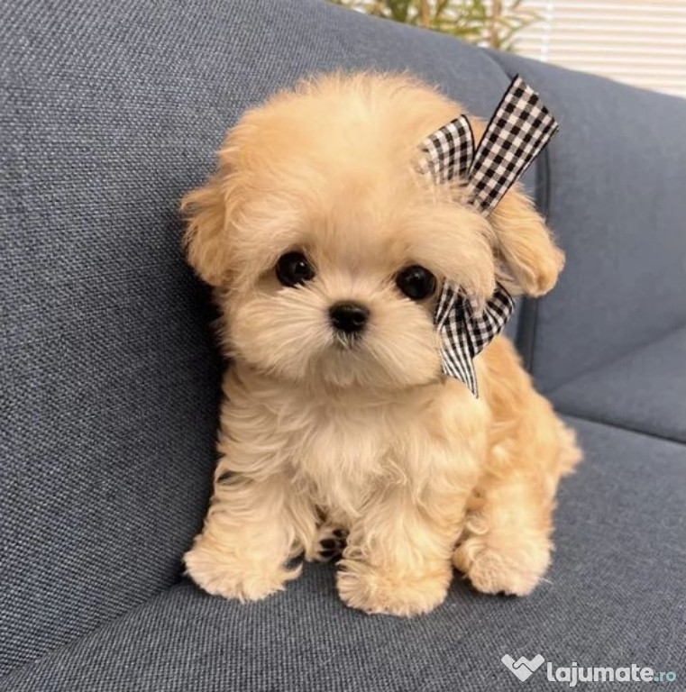 Maltipoo poodle apricot mini toy