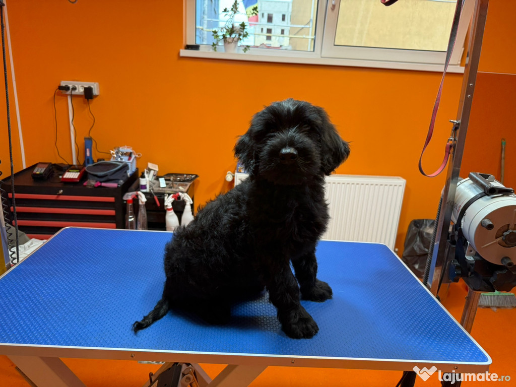 Pui Schnauzer urias