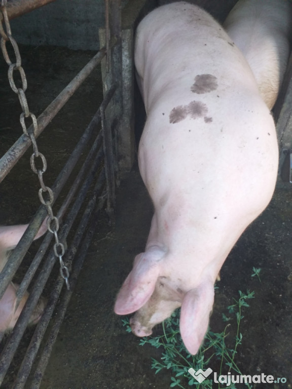 Porci de vânzare