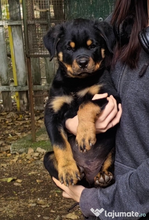 Rottweiler pui superbi