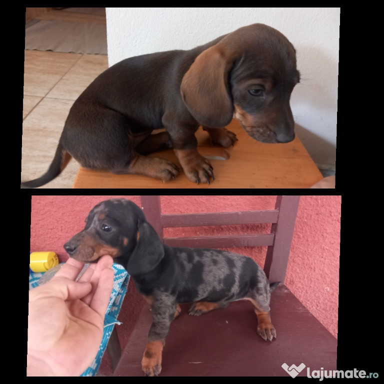Teckel Arlechin și ciocolatiu 2 femele