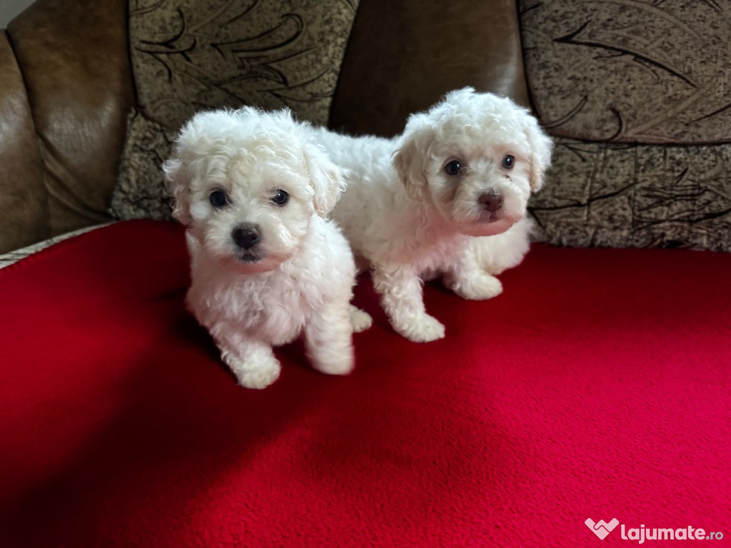 Vând Bichon maltez