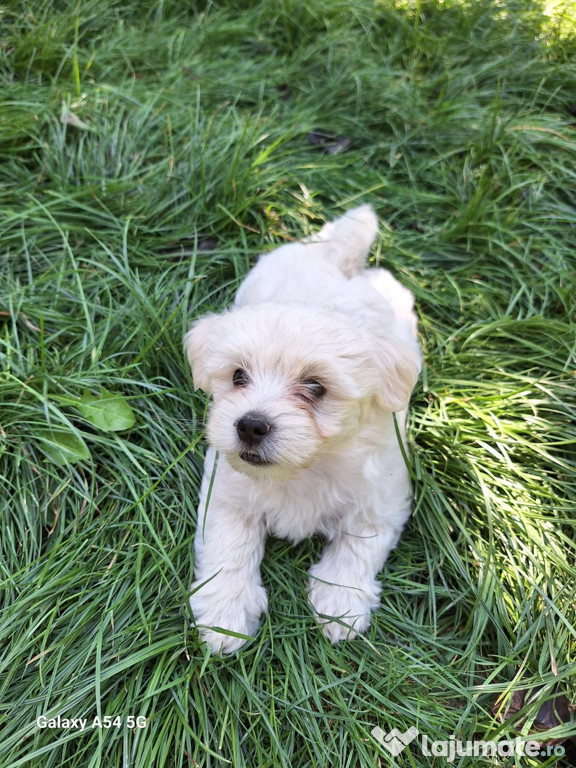 Căței Bichon maltez