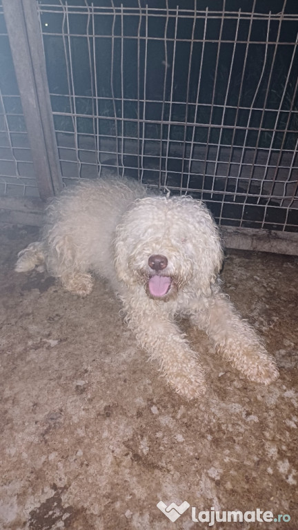 Lagotto Romagnolo cu Pedigree