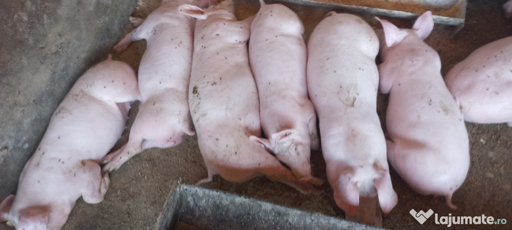Purcei 3 luni crescuți în gospodărie,