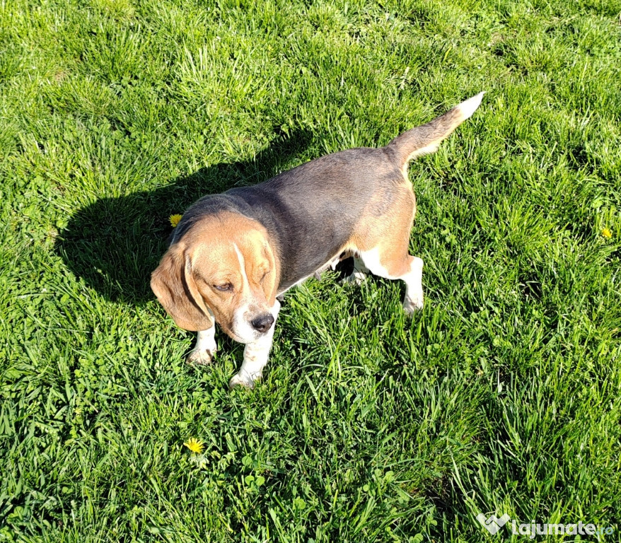Femelă beagle tricolor