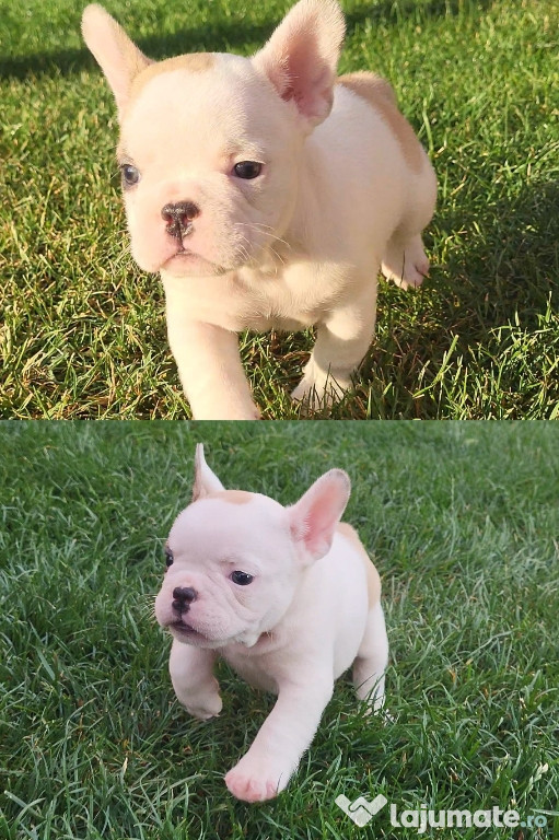 Puiuți Buldog francez