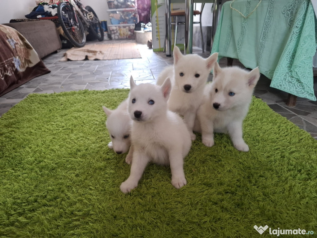 Vand husky siberian rasa pura