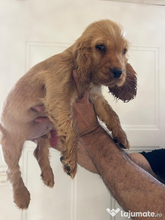 Pui Cocker Spaniel