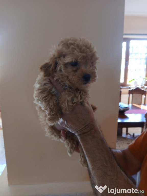 Pui Maltipoo Toy