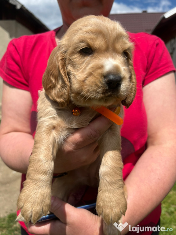 Cățelușe Cocker Spaniel