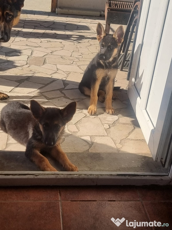 Vand caini ciobanesti german
