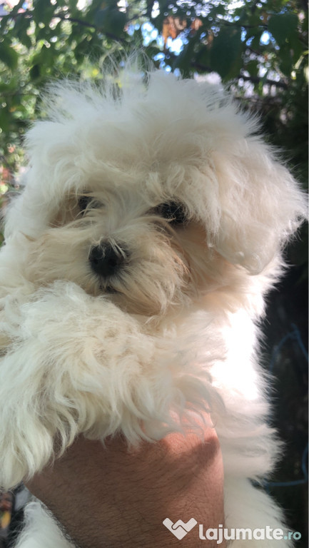 Bichon maltez alb 2 luni