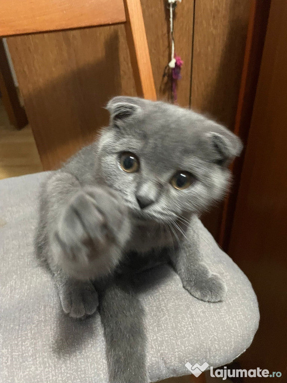 Scottish fold motănel