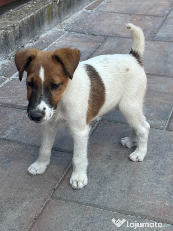 Vând Fox Terrier