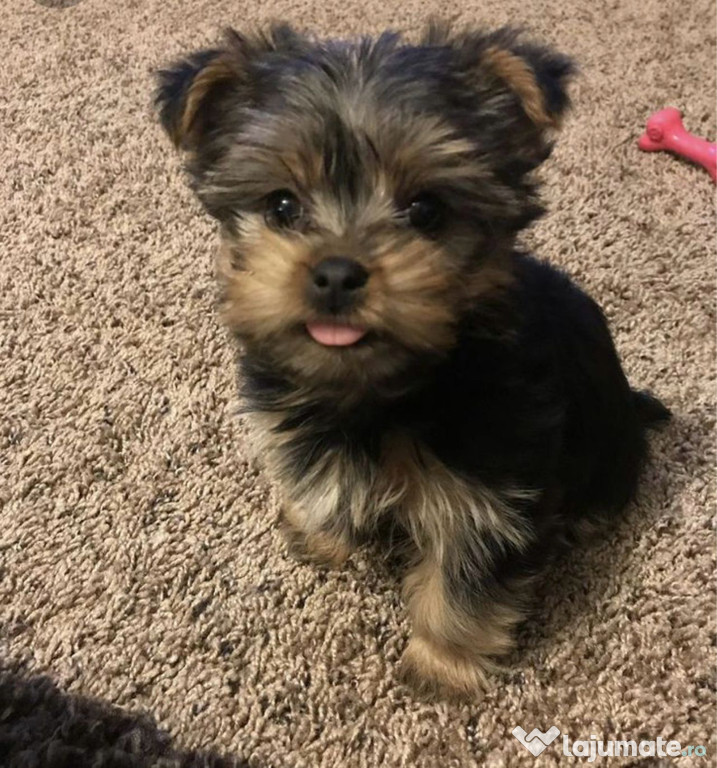 Yorkshire terrier 2 luni