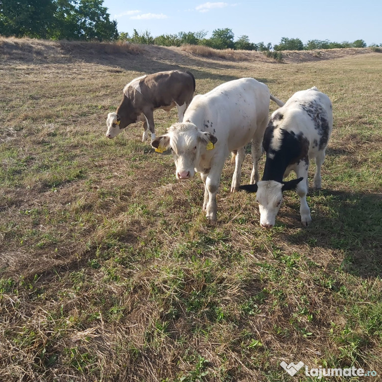 Viței de vânzare
