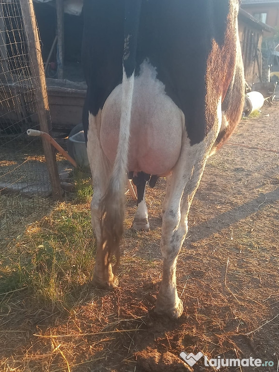 Vand vaca buna de lapte