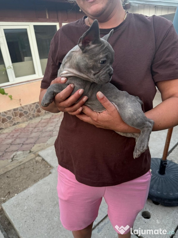 Buldogii francezi