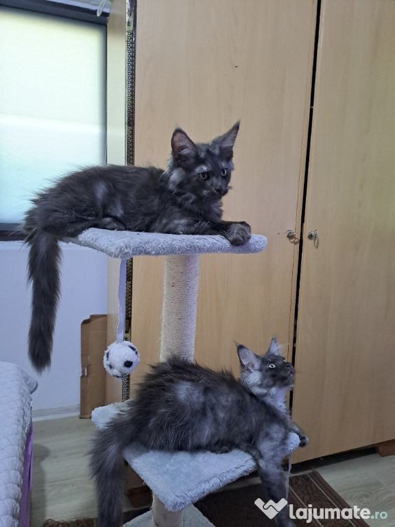 Pui pisica rasa Maine Coon