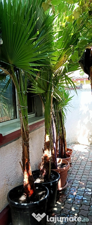 Vând palmieri naturali