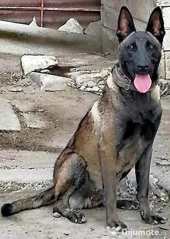 Ciobanesc belgian malinois