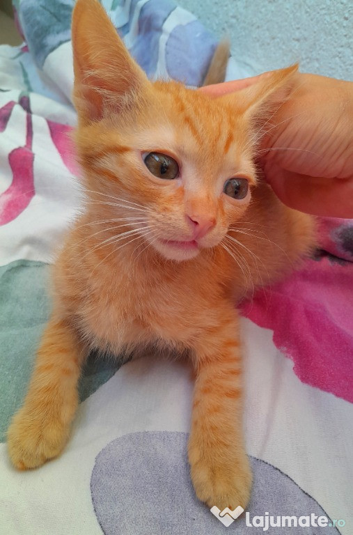 Adoptie pui de pisica roscat