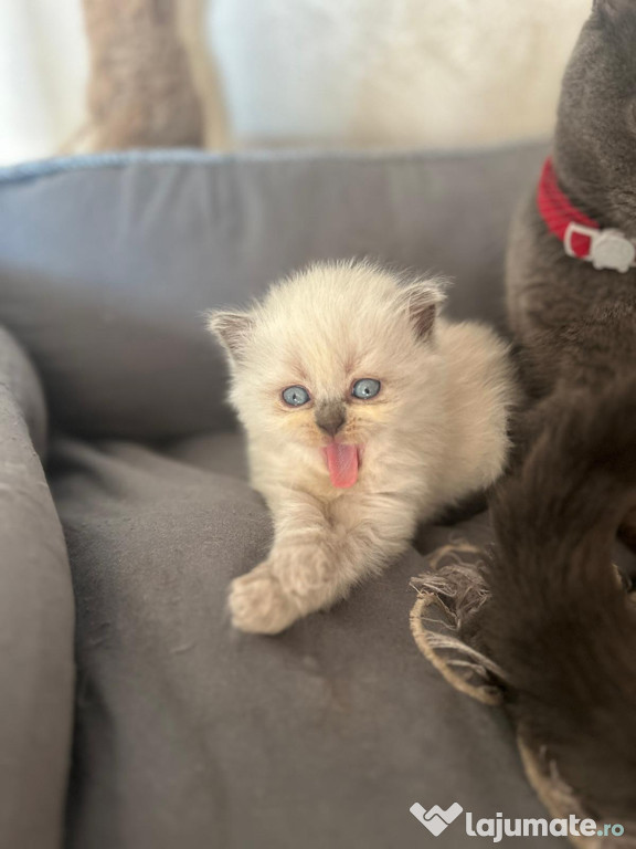 Pui Scottish Fold